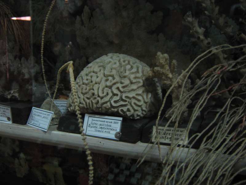 Насправді то корал-мозговик.